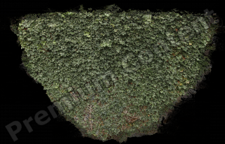 photo texture of ivy decal 0001
